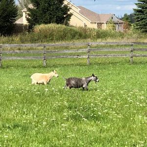 Meet your Posher, Brenda